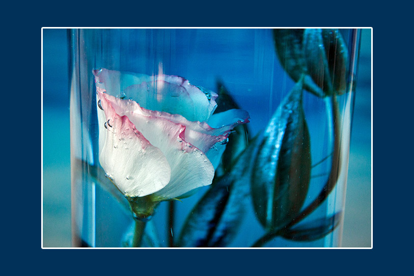 Blau gefärbtes Wasser für die Blumenkompositionen